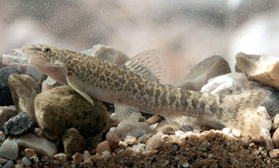Nemacheilus insignis